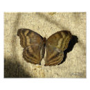 Buscar invertebrado posters Animal