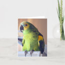 Buscar amazonas tarjetas Azul