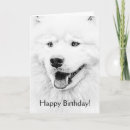 Buscar samoyedo tarjetas Blanco