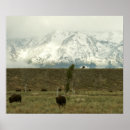 Buscar del bisonte posters Montaña