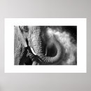 Buscar elefante blanco negro posters África