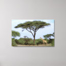 Buscar acacias lienzos Safari