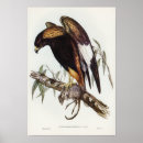 Buscar buzzard arte Naturaleza