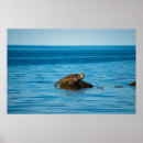 Buscar foca posters Foto