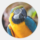 Buscar maca pegatinas Oro