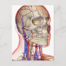 Buscar cabeza humana postales Personas