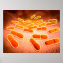 Buscar bacteriología posters Microbio