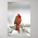 Buscar cardinalidae posters Superstock
