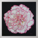 Buscar rosa del clavel posters Blanco