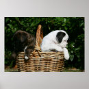 Buscar del perro de perrito posters Flores