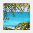 Buscar palma imanes Palmera