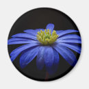 Buscar gerber imanes Gerbera