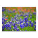 Buscar bluebonnets de Naturaleza
