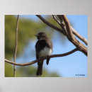 Buscar paracaidistas posters Pájaros