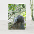 Buscar mapache tarjetas Lindo