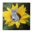 Buscar bulldog azulejos Bulldog francés gris