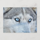 Buscar siberiano postales Alaskan malamute