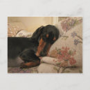 Buscar dachshunds postales Adorable