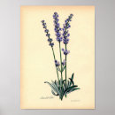 Buscar lavendar posters Botánico