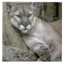 Buscar pantera azulejos Panadería