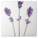 Buscar flor púrpura azulejos Naturaleza
