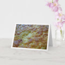 Buscar tortilla tarjetas General y unisex