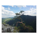 Buscar parque de estado fotografía Árbol