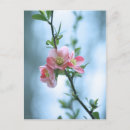 Buscar apples postales Para ella