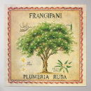 Buscar frangipani posters Botánico
