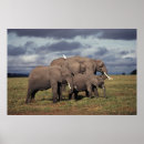 Buscar elefante africano posters Parque nacional amboseli