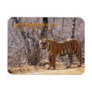 Buscar carnívoros imanes Tigre