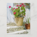 Buscar geranio rojo postales General y unisex