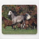 Buscar caballo árabe alfombrillas de raton Árabes