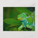 Buscar eco postales Naturaleza