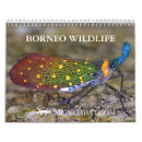 Buscar animales de la selva calendarios Borneo