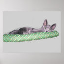 Buscar gato azul ruso posters 9 º gata