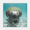 Buscar manatees General y unisex