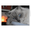 Buscar ragdoll Ojos azules