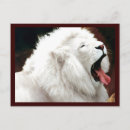 Buscar leones blancos postales Animales