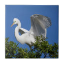 Buscar pájaro de la florida azulejos Nadie