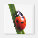Buscar rojo manchado imanes Naturaleza