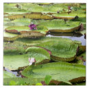 Buscar el amazonas azulejos Tropical