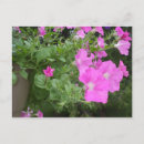 Buscar petunias postales Plantas