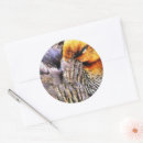 Buscar patos silvestres pegatinas Naturaleza