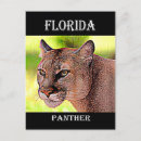 Buscar panther postales Florida