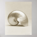 Buscar nautilus posters Playa