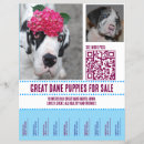 Buscar perro flyers Para mascotas