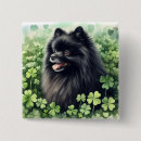 Buscar pomerania chapas Adorable
