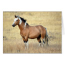 Buscar potro de la yegua postales Mustango