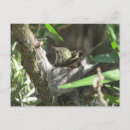 Buscar colibríes postales Amigos